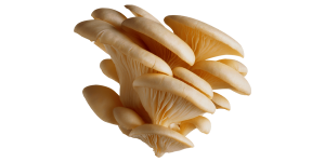 mushroom.png