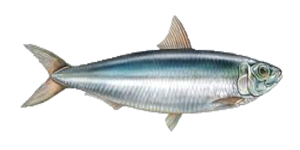 sardine.png