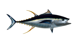 tuna.png