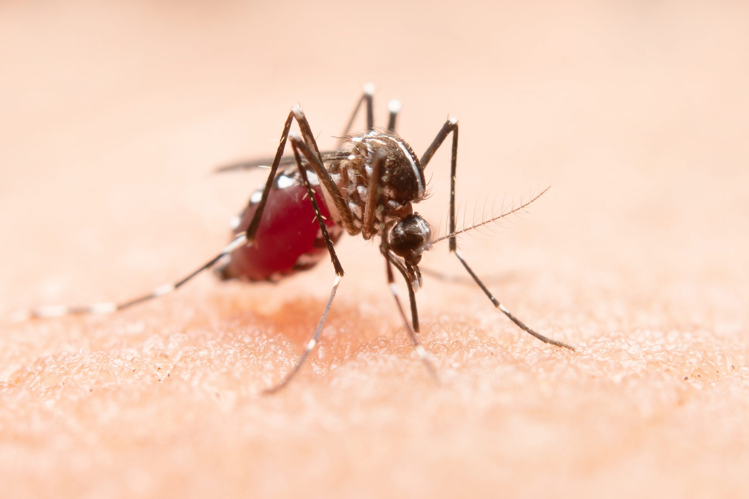 mosquito-scaled.jpg mosquito-scaled.jpg
